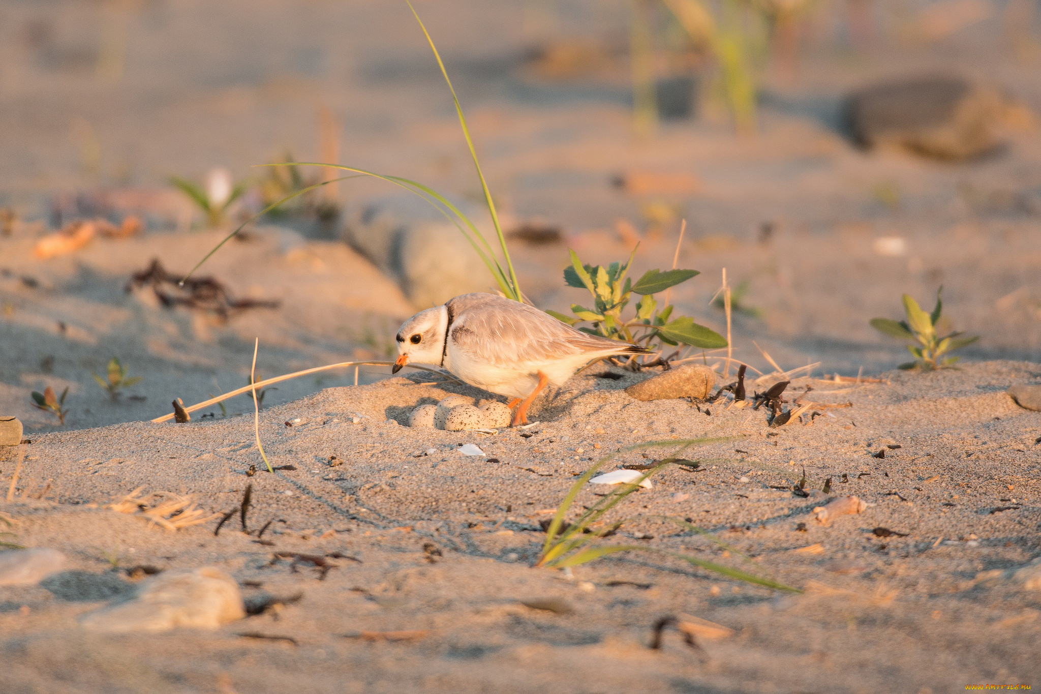 Гнезда птиц в песке